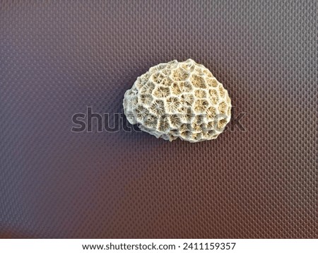 Single Astrangia Poculata aka Northern Star, Cup Coral. Coral reef fossil isolated on brown textured background