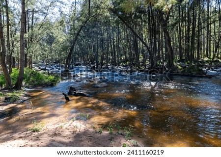 Photograph of the Coxs River flowing through a lush forest in the Blue Mountains in regional Australia