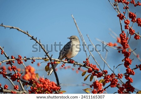 Northern Mockingbird (Mimus polyglottos) perched on a holly tree branch with red berries in Texas winter. Bright blue sky background with copy space. 