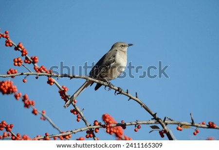 Northern Mockingbird (Mimus polyglottos) perched on a holly tree branch with red berries in Texas winter. Bright blue sky background with copy space. 
