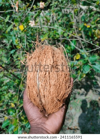 This is a picture of a coconut. The coconut is kept in the palm of the hand. Beautiful nature green plants are seen behind.