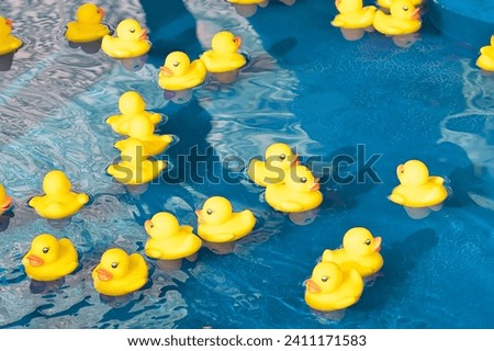 Summer season, the concept of a children game. A small rubber yellow ducks swims in the water in the pool. Toy close-up. A symbol of swimming, childhood, friendship, fun game.