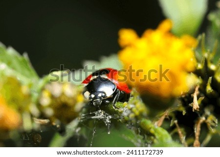 Seven star Ladybird beetle eating an aphid on a yellow flowering plant (natural light and strobe, macro close-up photograph)
