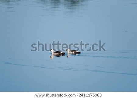 A pair of Indian spot-billed ducks swimming in the lake.