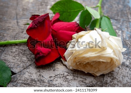 two wilted red and white roses against a cracked wall in the background