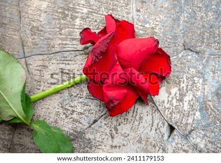a wilted red rose against a cracked wall in the background