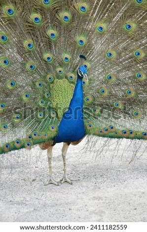 Colorful male peacock side view in Tenerife