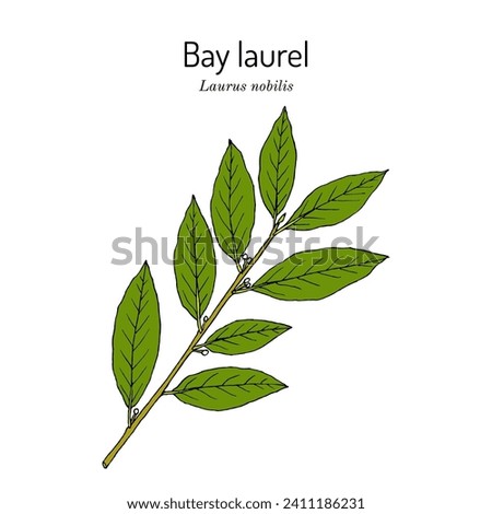 Medicinal and kitchen plant laurel (Laurus nobilis), or sweet bay tree Royalty-Free Stock Photo #2411186231