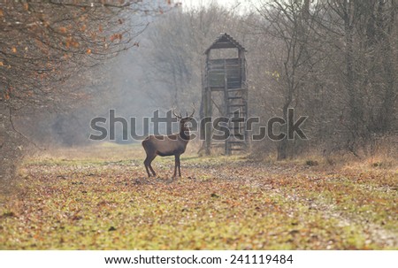 Red deer standing in forest with hunting tower in background