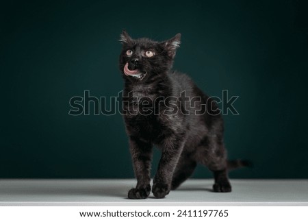 Beautiful black kitten posing against dark green background. 