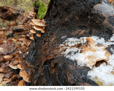 The first snow in the forest on an old stump. Snow on the background of a stump and fallen leaves. Poisonous tree mushrooms in the background.