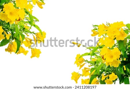 Yellow flowers on a white background with clipping path