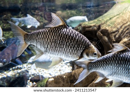 Carp fish under water, close-up. freshwater fish under water. Royalty-Free Stock Photo #2411213547