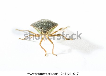 Asian bedbug Halyomorpha halys on white isolated background