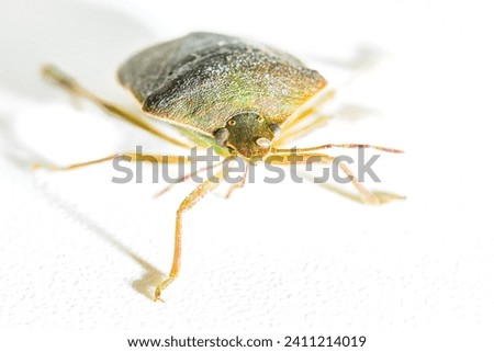 An Asian bedbug Halyomorpha halys on white isolated background