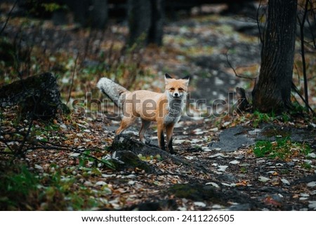 A red fox in the autumn forest on a hiking trail at dusk