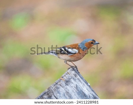 Common chaffinch sits on a tree. Beautiful songbird Common chaffinch in wildlife. The common chaffinch or simply the chaffinch, latin name Fringilla coelebs. Royalty-Free Stock Photo #2411228981