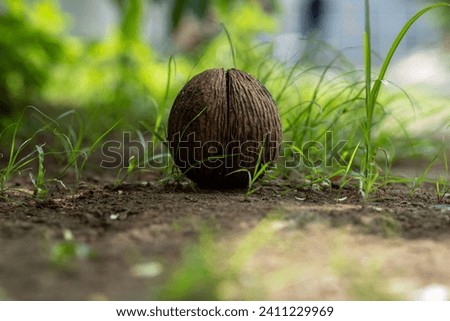 The coconut shell is the hard, outer layer of the coconut fruit Royalty-Free Stock Photo #2411229969