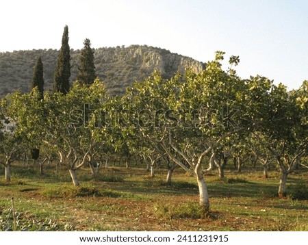 picture shows beautiful green view of pistachio trees in day time.
