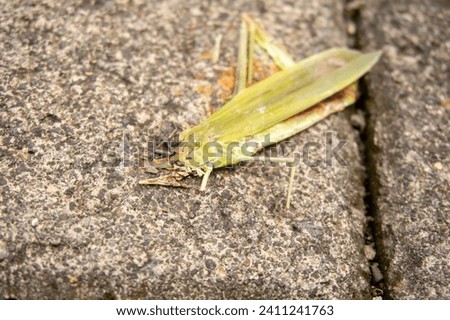 dead grasshoppers eaten by birds and lying on the stone floor