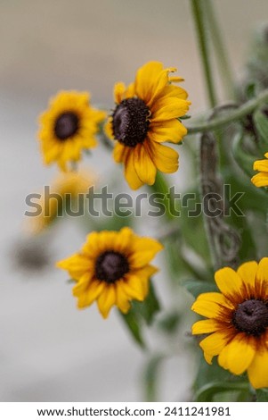 Rudbeckia bicolor. Yellow and orange black-eyed or African daisy flower with green background. Rudbeckia hirta. Black-eyed Susan. Orange gardens daisy. Flower background. Greeting card. Postcard Royalty-Free Stock Photo #2411241981