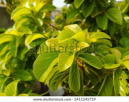 Photo of avocado plant leaves. Perfect for magazines, newspapers, tabloids, posters and banners.