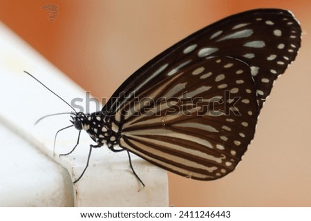 The Grey Glassy Tiger or Gray Glassy Tiger, too Wood Nymph (Ideopsis juventa) is a species of nymphalid butterfly in the Danainae subfamily. The butterfly is widespread throughout South East Asia. Royalty-Free Stock Photo #2411246443