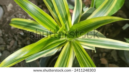 Dracaena angustifolia Plant, taken at close range