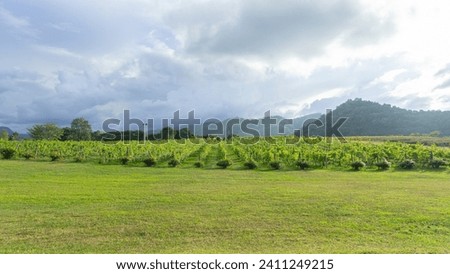 Picture of a large orchard Located on the edge of a mountain. with the cool atmosphere of the breeze from the mountain peak interspersed with the cool vapor of the clouds that float low around the mou