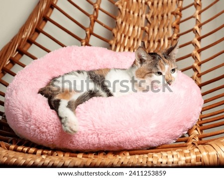 Domestic cat is lying in the cot. Pet supplies. A striped cat.  A homemade cot.  Royalty-Free Stock Photo #2411253859