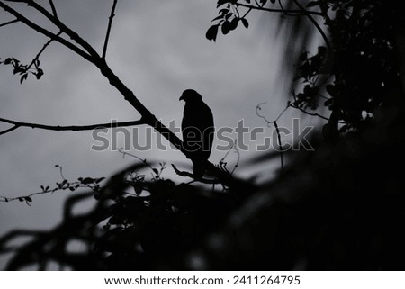 a silhouette of an eagle on a branch of a tree.