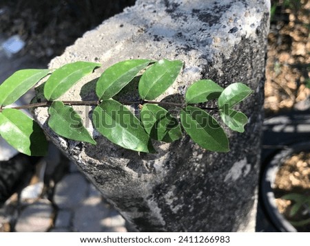 The background image has leaves and the cement background details are artistic