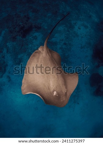 Stingray underwater in French Polynesia or Maldives. Sting ray swim in blue ocean Royalty-Free Stock Photo #2411275397