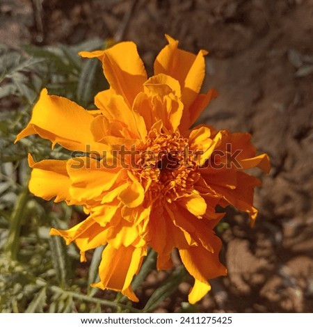 Yellow marigold. Colourful Tagetes specie's 