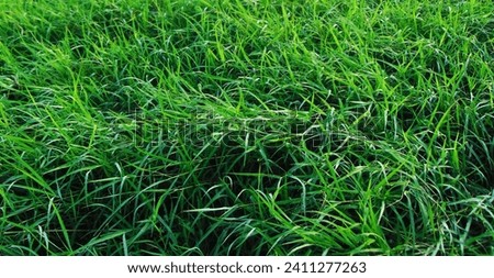 Photo of bright and beautiful green grass in the morning photo, visible dew