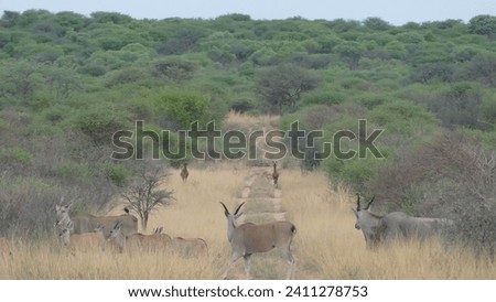Herd of common elands Taurotragus oryx crossing path in Waterberg Plateau National Park in Namibia