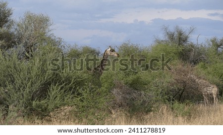 Angolan giraffe Giraffa camelopardalis angolensis in acacia tree bush in Waterberg Plateau National Park in Namibia