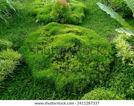 Fresh green leaf moss grows and blooms in the garden beautifully under the morning sunlight. Leaf mosses are plants that belong to the Bryophyta sensu stricto or Musci division. Royalty-Free Stock Photo #2411287337