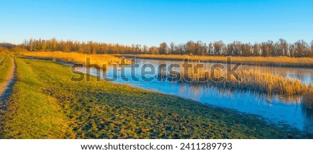 Reed along the edge of a frozen lake below a blue sky in sunlight at sunrise in winter, Almere, Flevoland, The Netherlands, January 10, 2024 Royalty-Free Stock Photo #2411289793