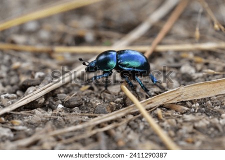 Macro of the dor beetle walking on the ground in the forest Royalty-Free Stock Photo #2411290387