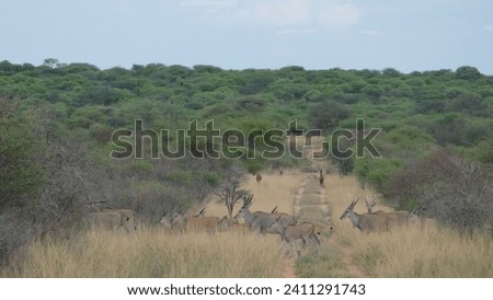 Herd of common elands Taurotragus oryx crossing path in Waterberg Plateau National Park in Namibia Royalty-Free Stock Photo #2411291743