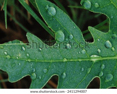 photo of uniquely shaped and beautiful green leaves with clear and fresh dew water