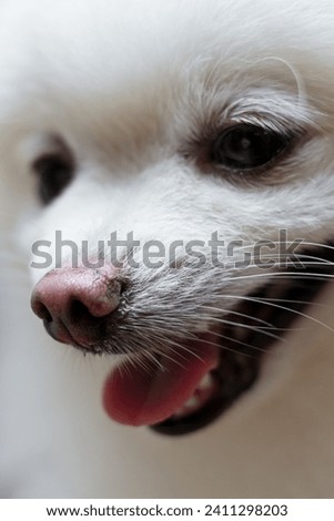 Closeup White Mini Pomeranian Spitz Dog Curious Smiling in Camera isolated, small pet friendly in home. Selective focus