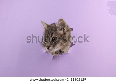 Cute cat looking through hole in violet paper