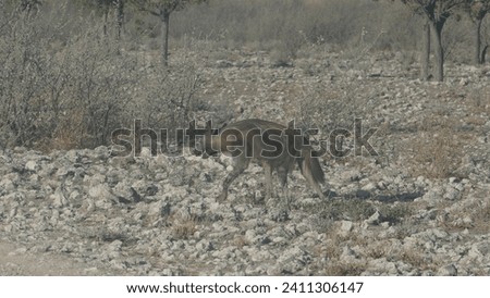 Brown hyena Parahyaena brunnea on its way to a waterhole near Okaukuejo in Etosha National Park - Namibia in early morning during dry season
