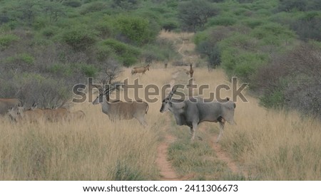 Herd of common elands Taurotragus oryx crossing path in Waterberg Plateau National Park in Namibia Royalty-Free Stock Photo #2411306673