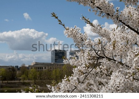 springtime photo capturing the essence of nature. Blossoming flowers on a tree in a garden, showcasing the beauty of seasonal growth. The blue sky backdrop enhances the outdoor charm, color image
