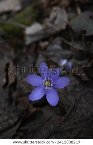 flower, beauty in nature, copy space, photography, uncultivated, nature, wildflower, springtime, plant, blossom, liverwort, outdoor, purple, flower head, freshness