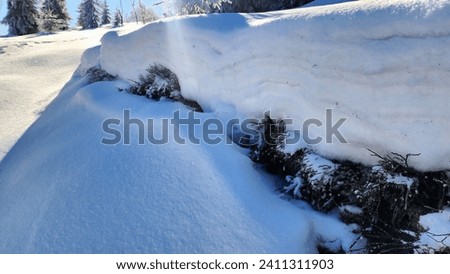 Snowdrifts close-up in a winter forest in sunny weather