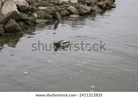 Cute ducks eating and swimming at the Danube river, photoed at wintertime. 